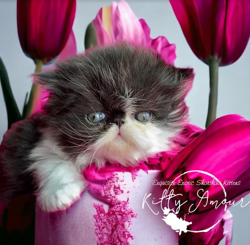 Exotic Shorthair kitten available at Kitty Amour