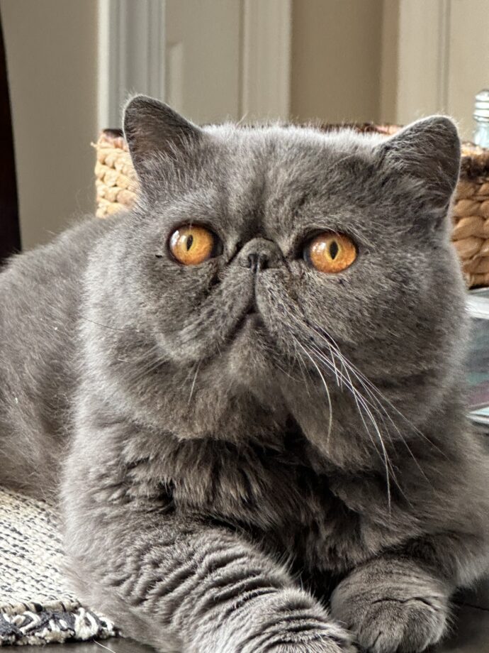 Phoenix - Solid blue sire