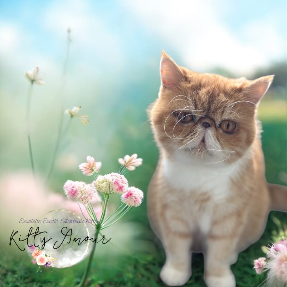 Milady - Red-bicolor mother cat